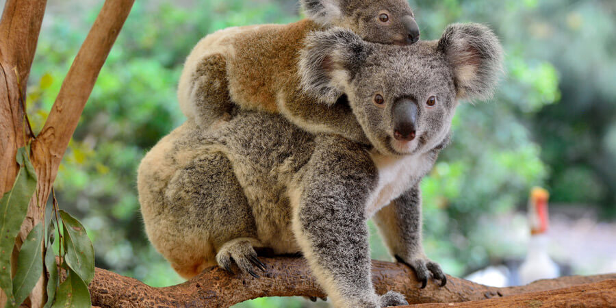 Koala bear