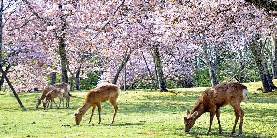 Nara Deer Park 